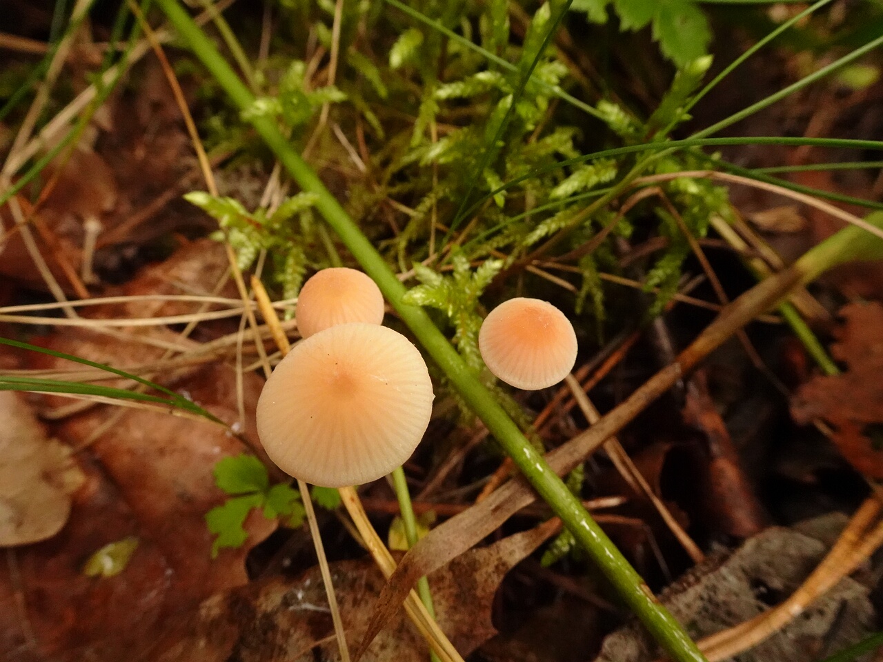 DSC06726