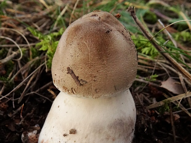 Белошампиньон сереющий - Leucoagaricus cinerascens