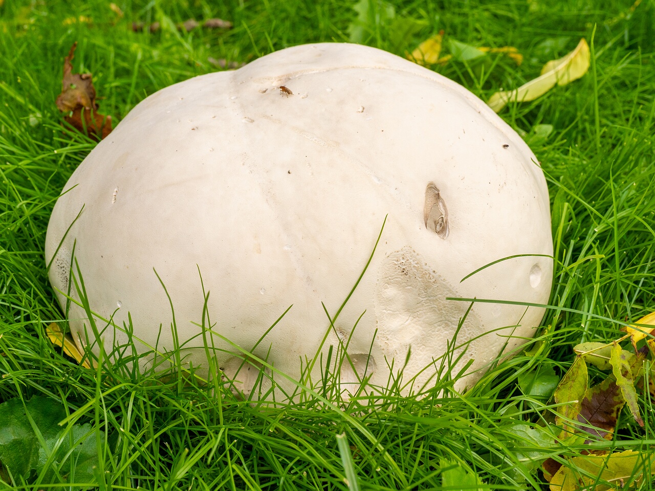calvatia-gigantea_2024-09-29_1-9