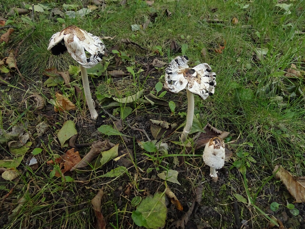 DSC01292
