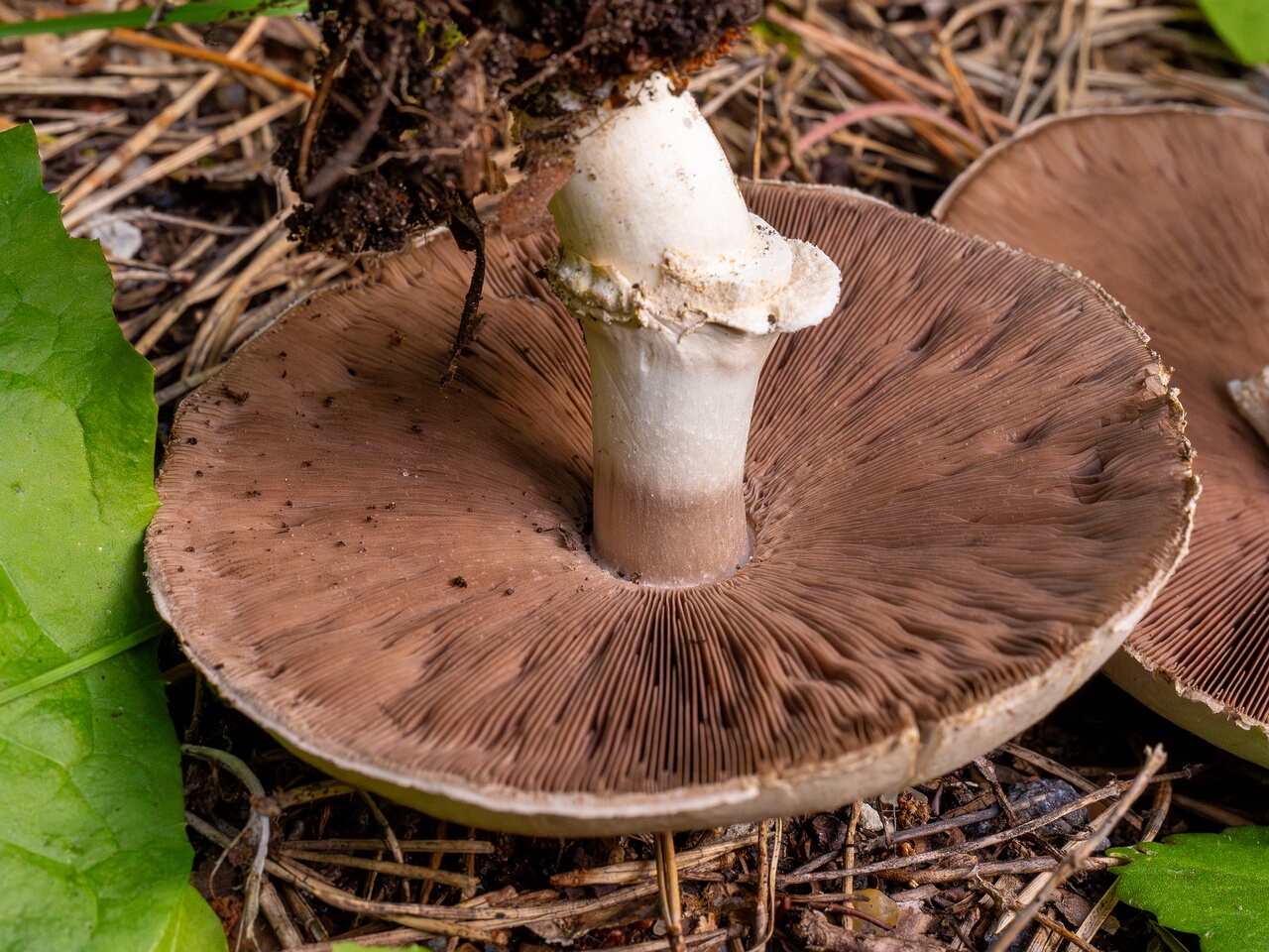 agaricus-xanthodermus_1-11