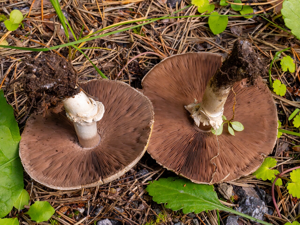 agaricus-xanthodermus_1-13