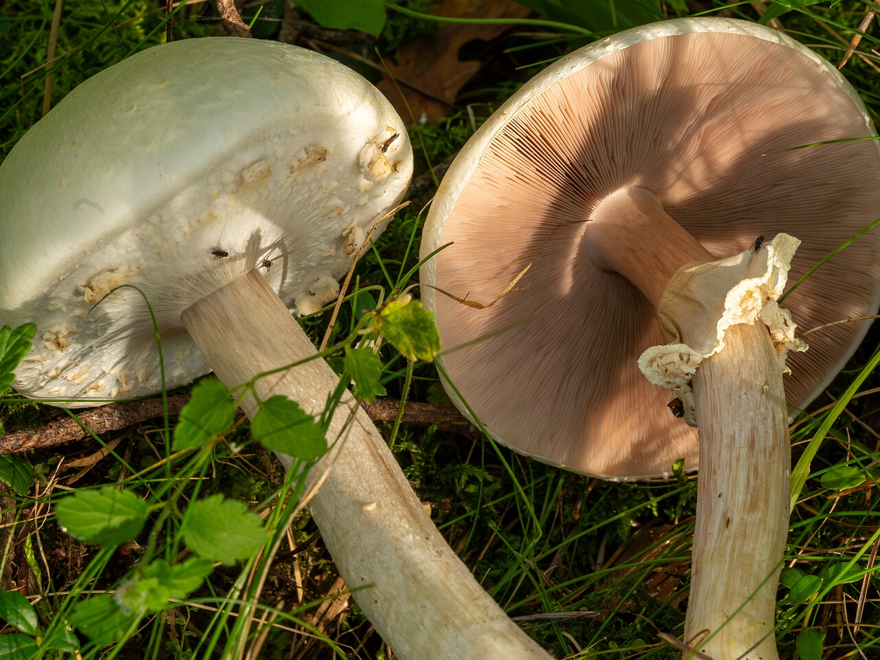 agaricus-silvicola_2023-09-12_1-10