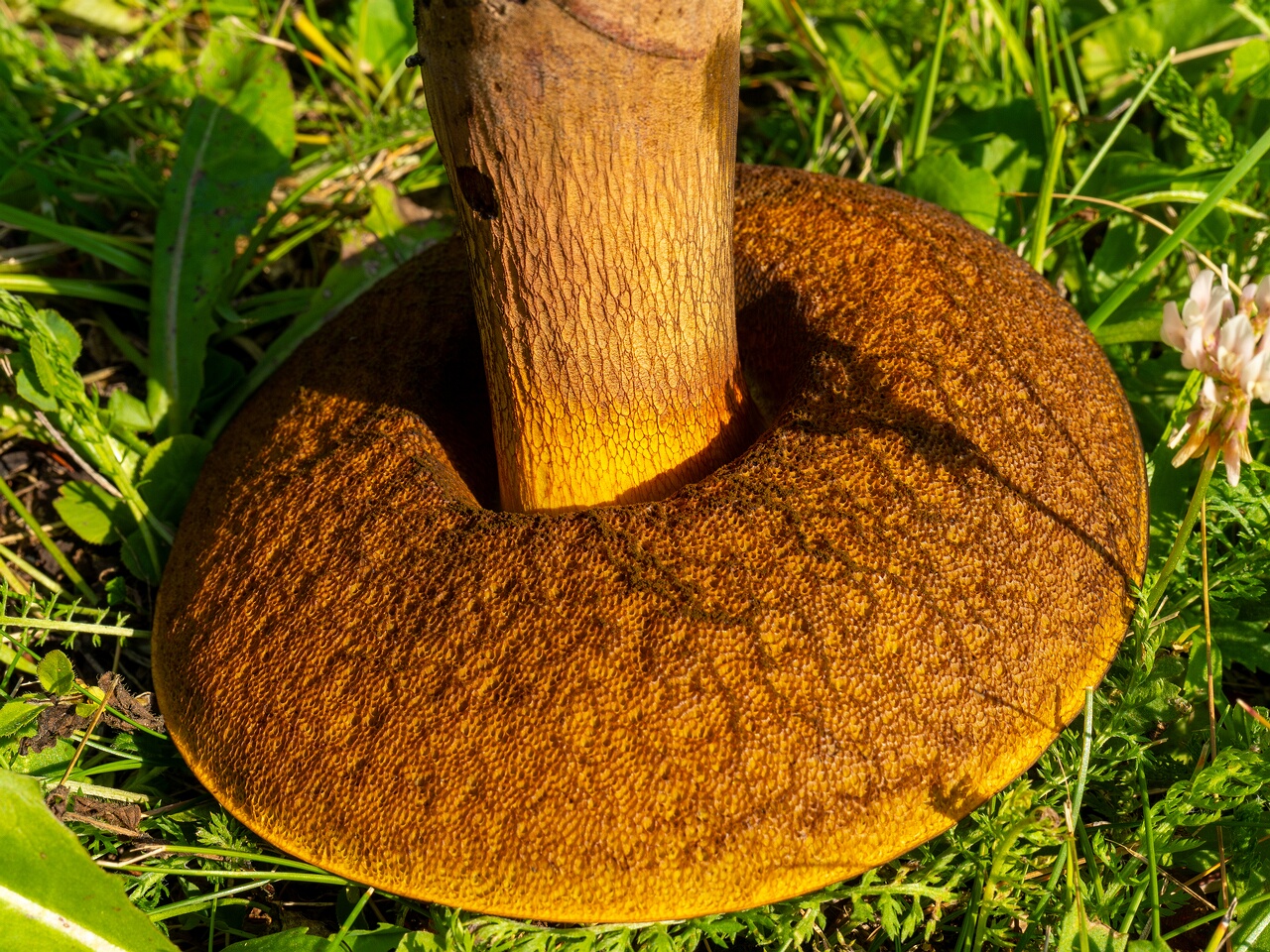 suillellus-luridus_1-6