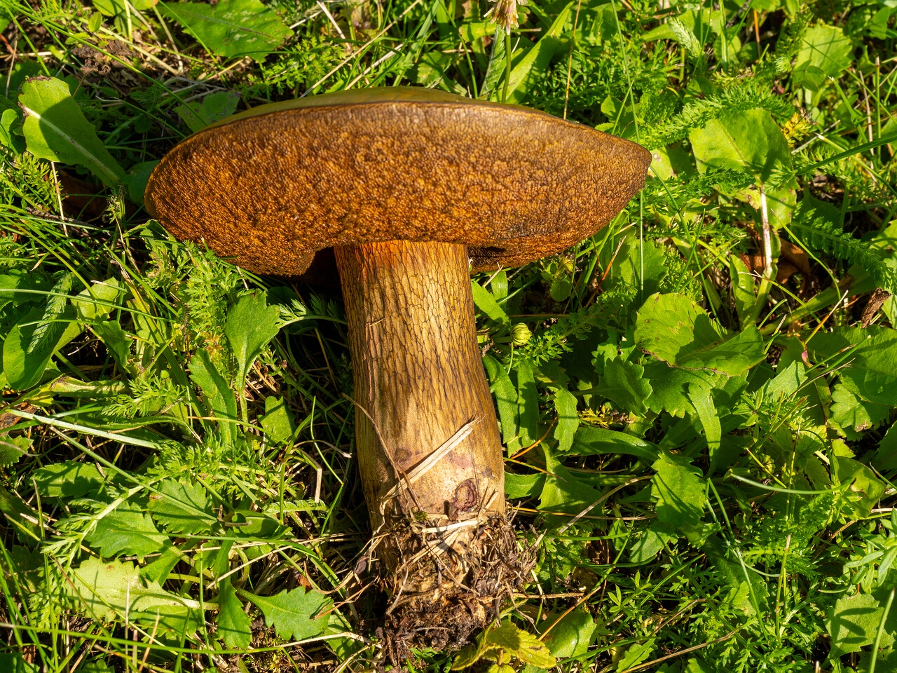 suillellus-luridus_1-8