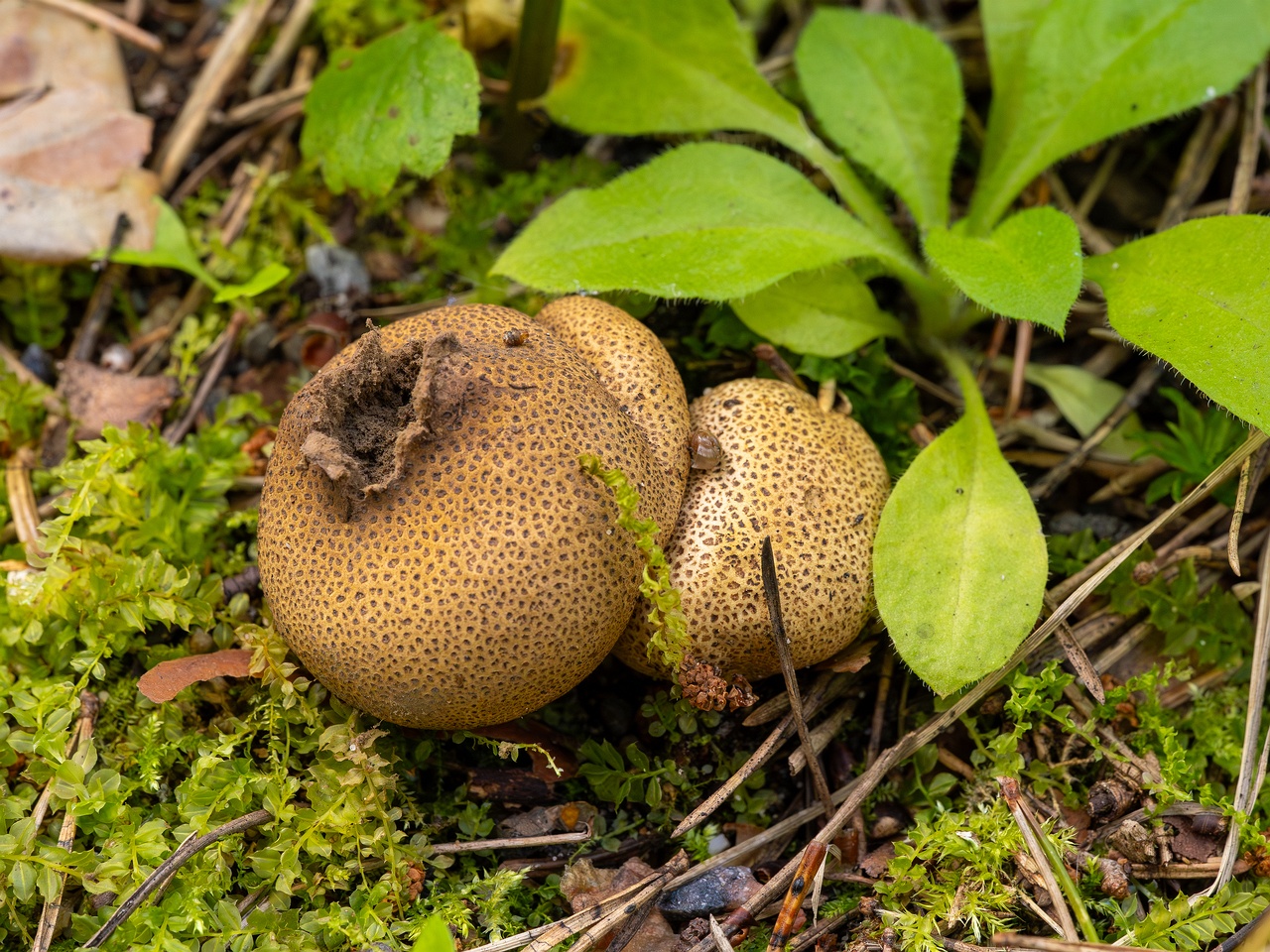 Scleroderma areolatum _2025-08-03_1-5