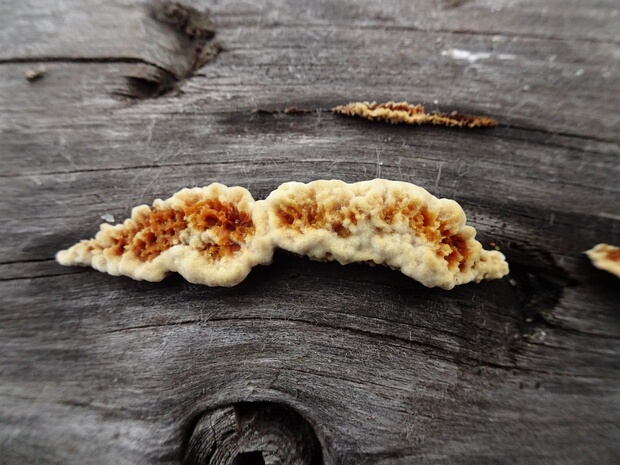 Глеофиллум пахучий - Gloeophyllum odoratum