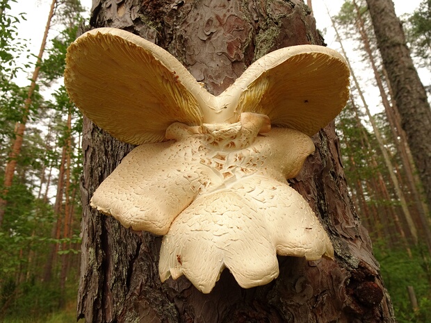 Neolentinus lepideus - Пилолистник чешуйчатый - Scaly Neolentinus - Schuppiger Neolentinus Neolentinus lepideus, commonly known as the Scaly Neolentinus, is a mushroom species belonging to the family...