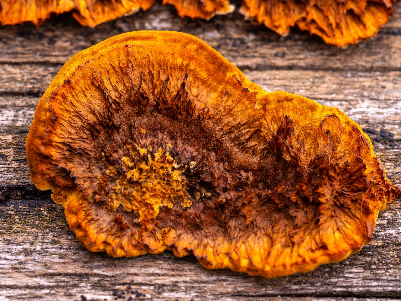 Gloeophyllum sepiarium _2025-10-04_1-5