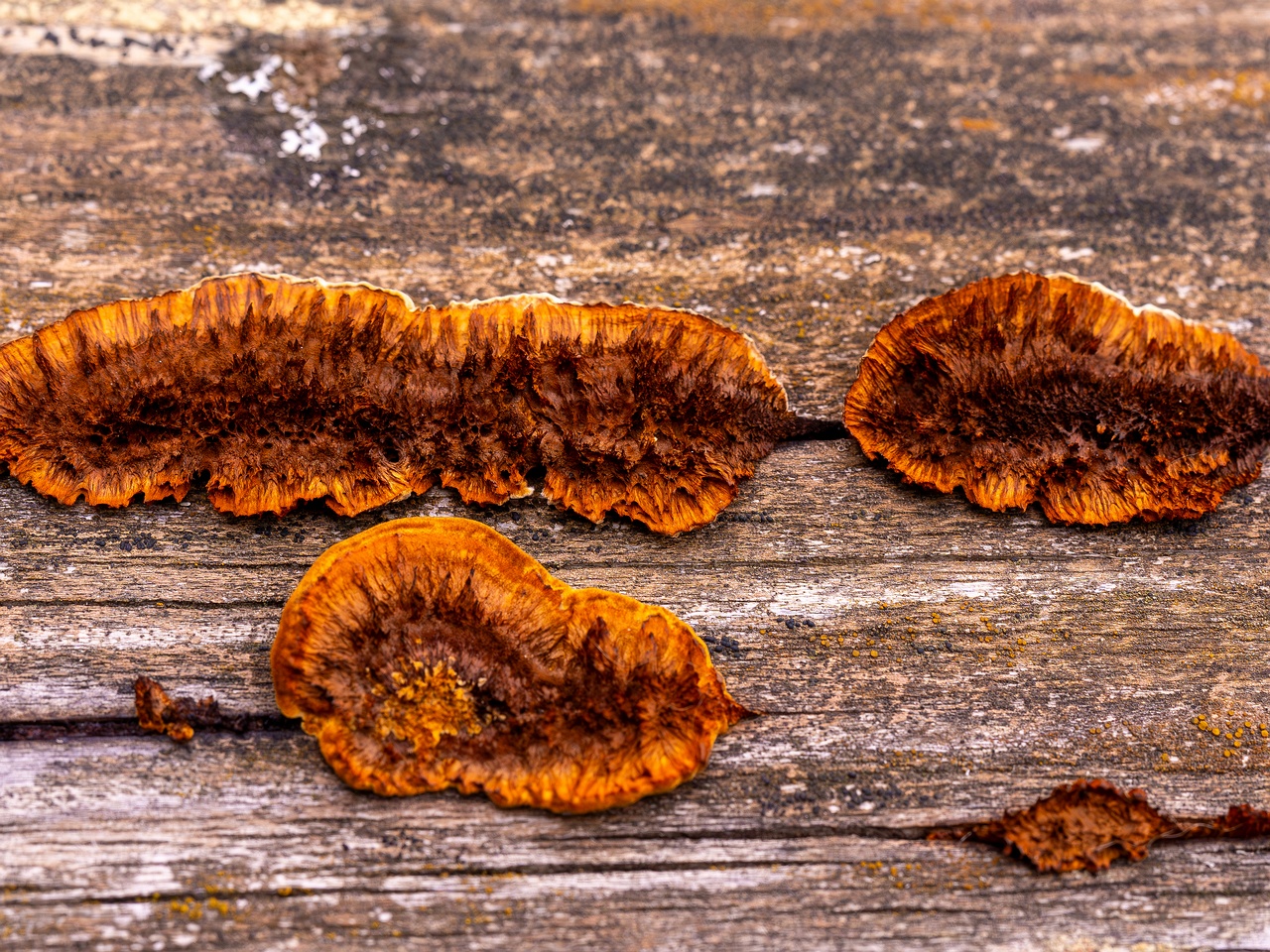 Gloeophyllum sepiarium _2025-10-04_1-1