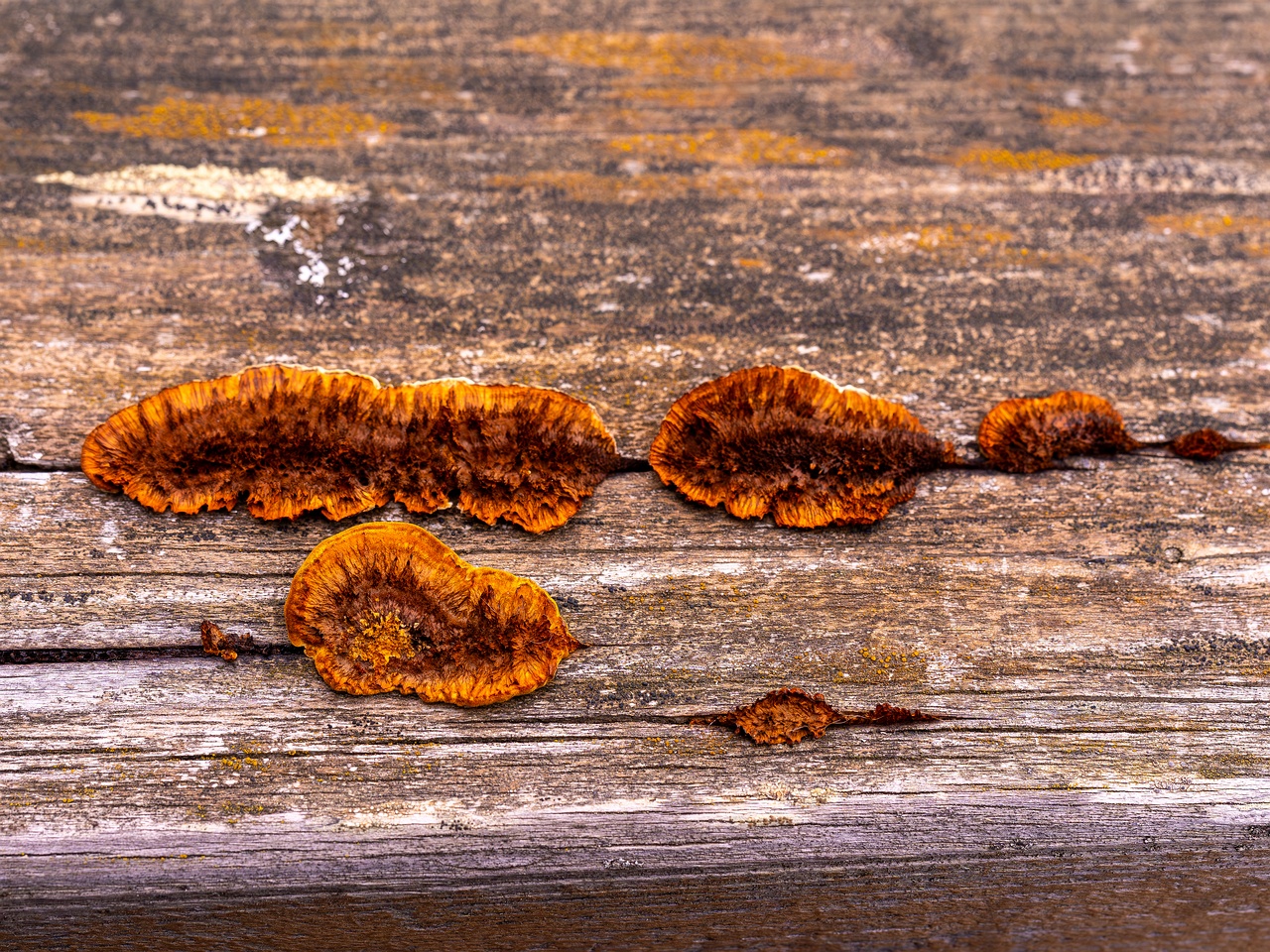 Gloeophyllum sepiarium _2025-10-04_1-2