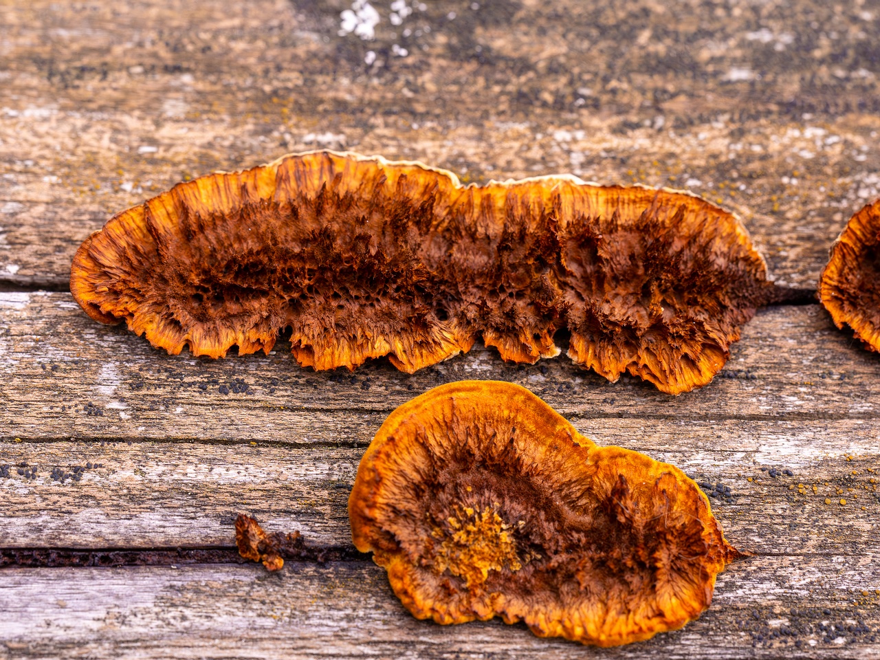 Gloeophyllum sepiarium _2025-10-04_1-7