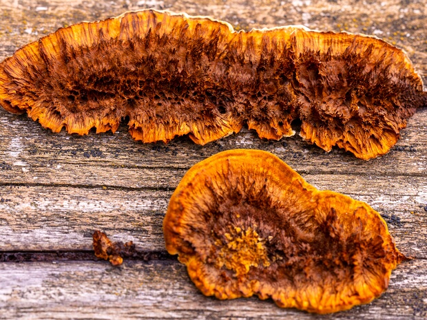 Глеофилловые - Gloeophyllaceae