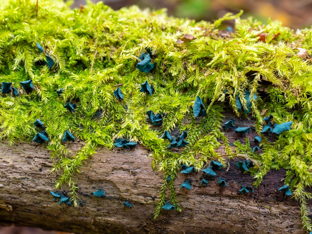 chlorociboria-aeruginascens_2024-09-22_1-11