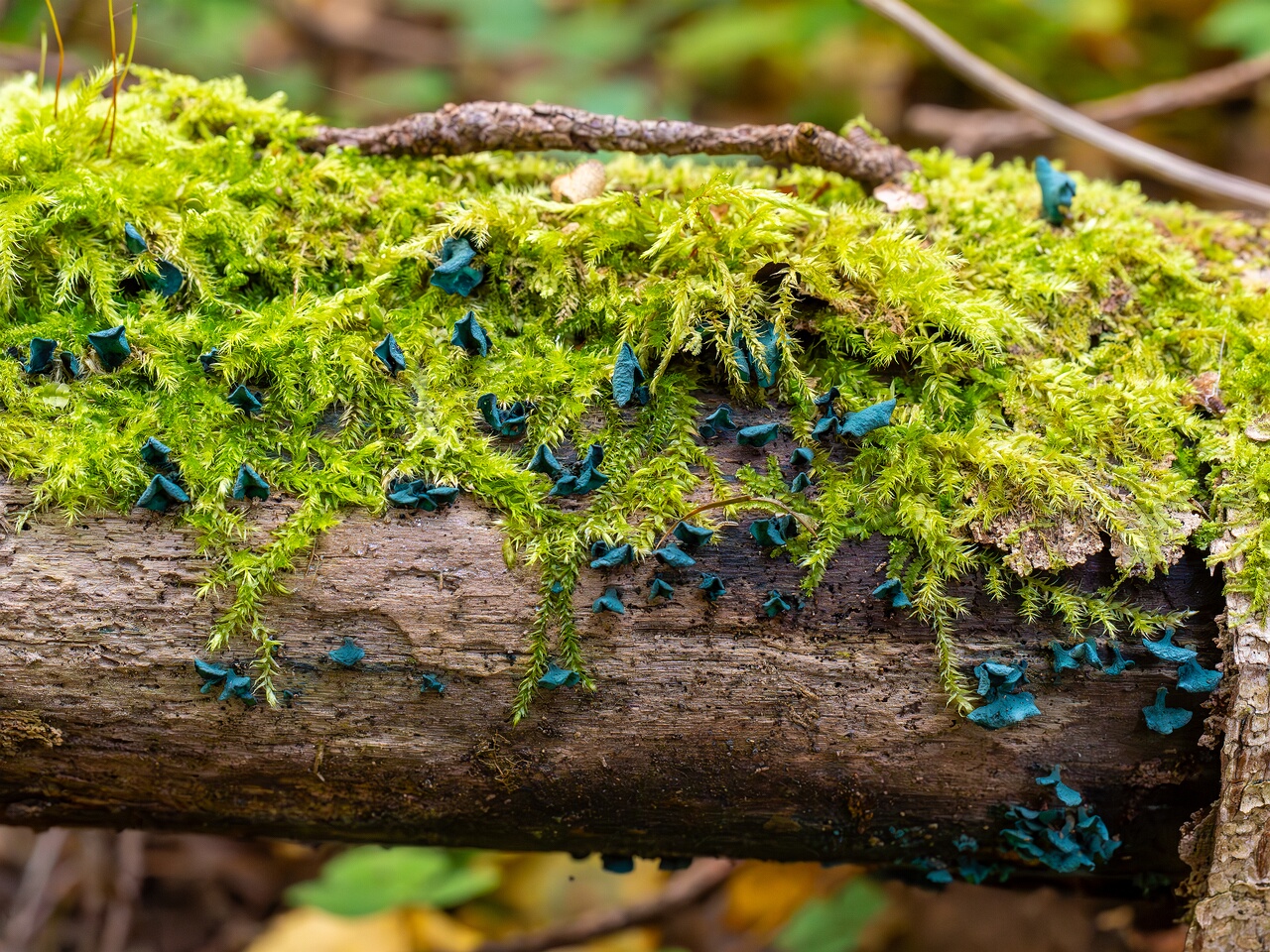 chlorociboria-aeruginascens_2024-09-22_1-3