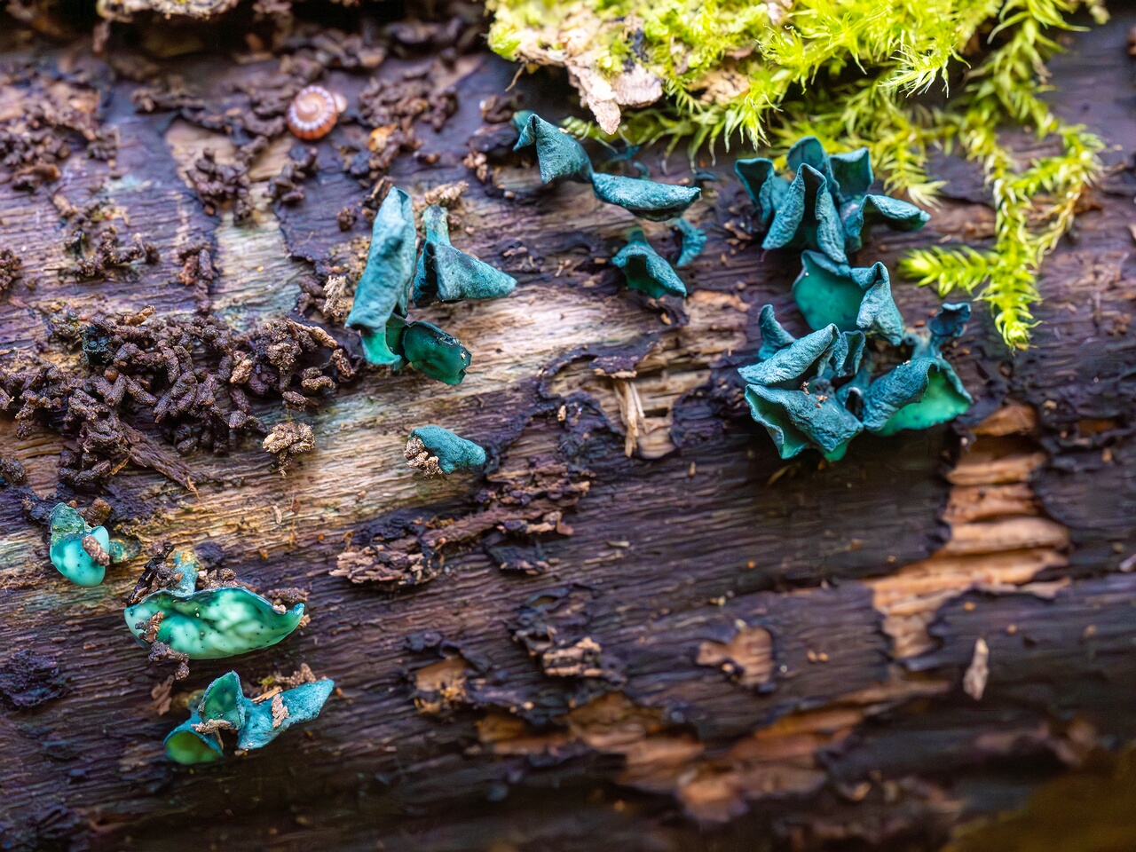 chlorociboria-aeruginascens_2024-09-22_1-8