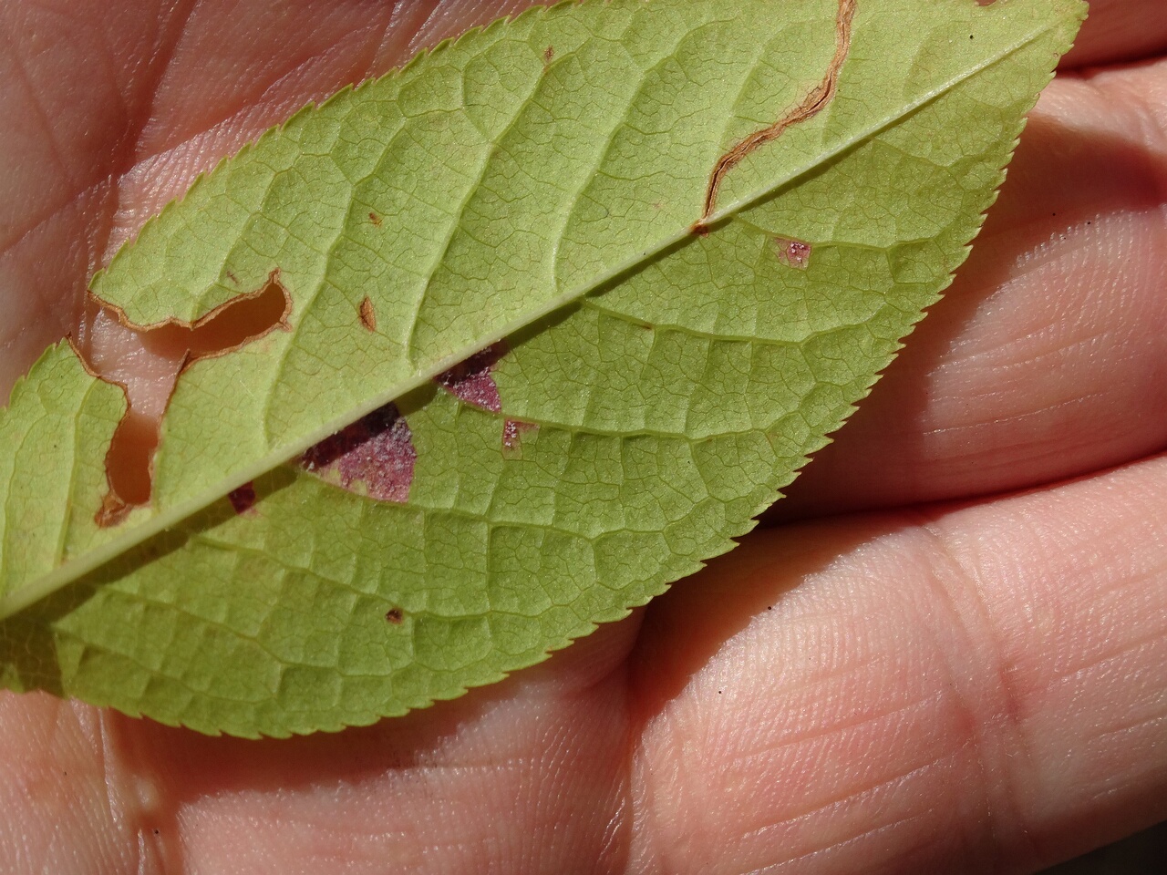 DSC05681