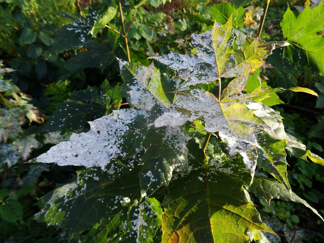 DSC03971