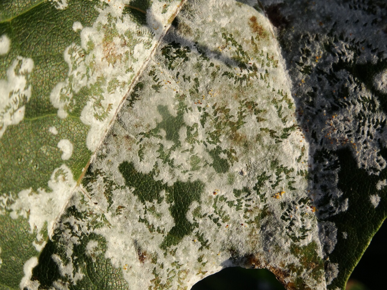 DSC03974