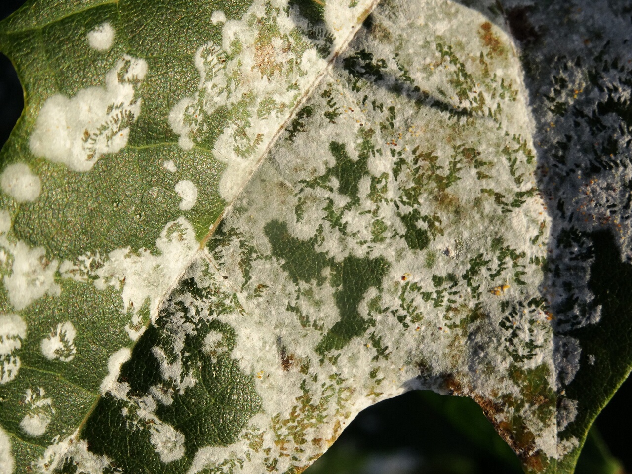 DSC03975