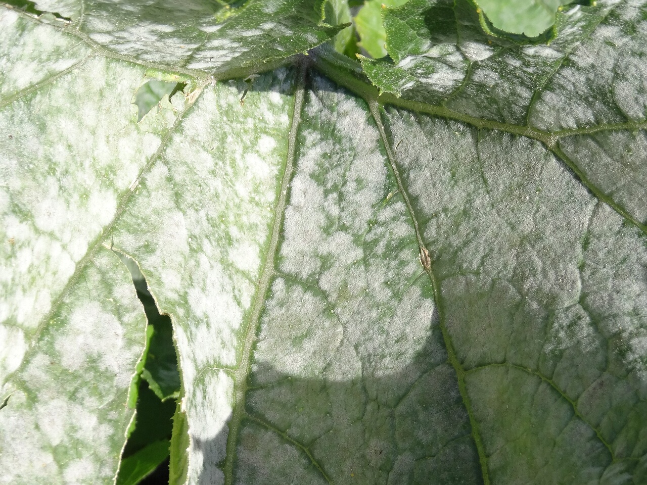 DSC05924