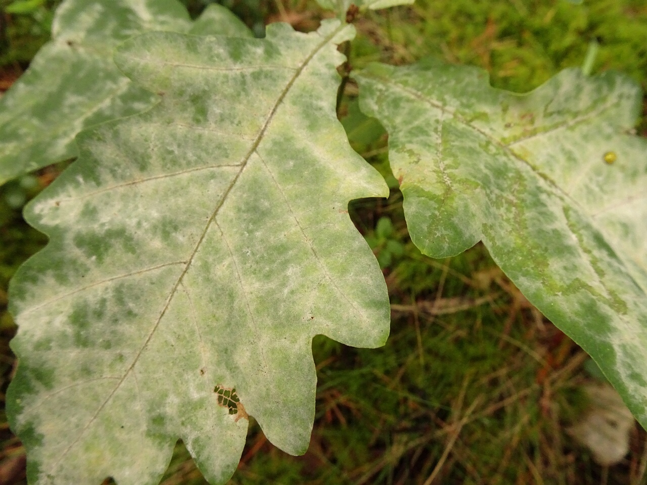 DSC00582