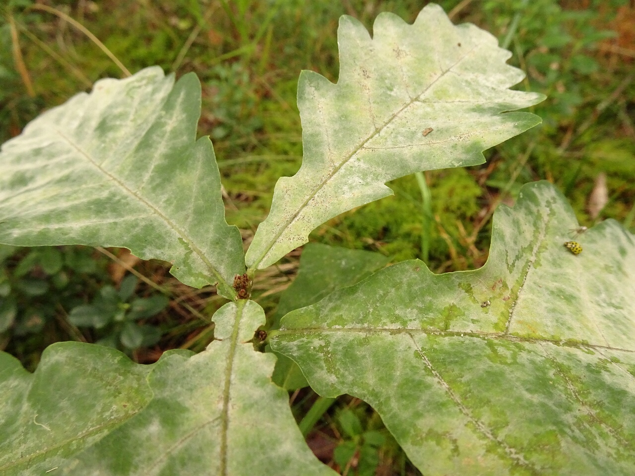 DSC00584