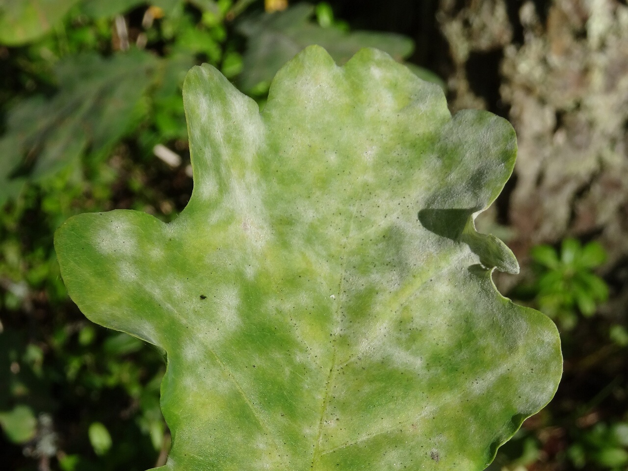 DSC05671