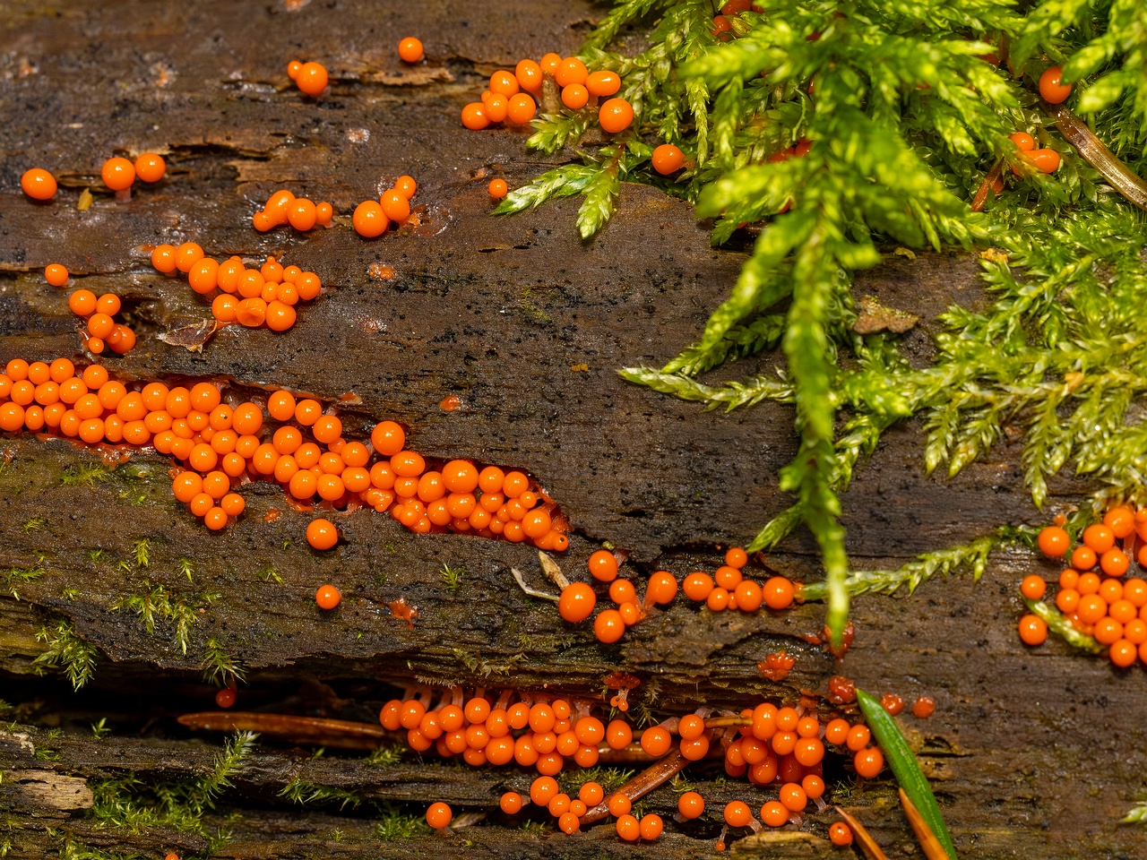 Hemitrichia decipiens _2025-09-28_1-10