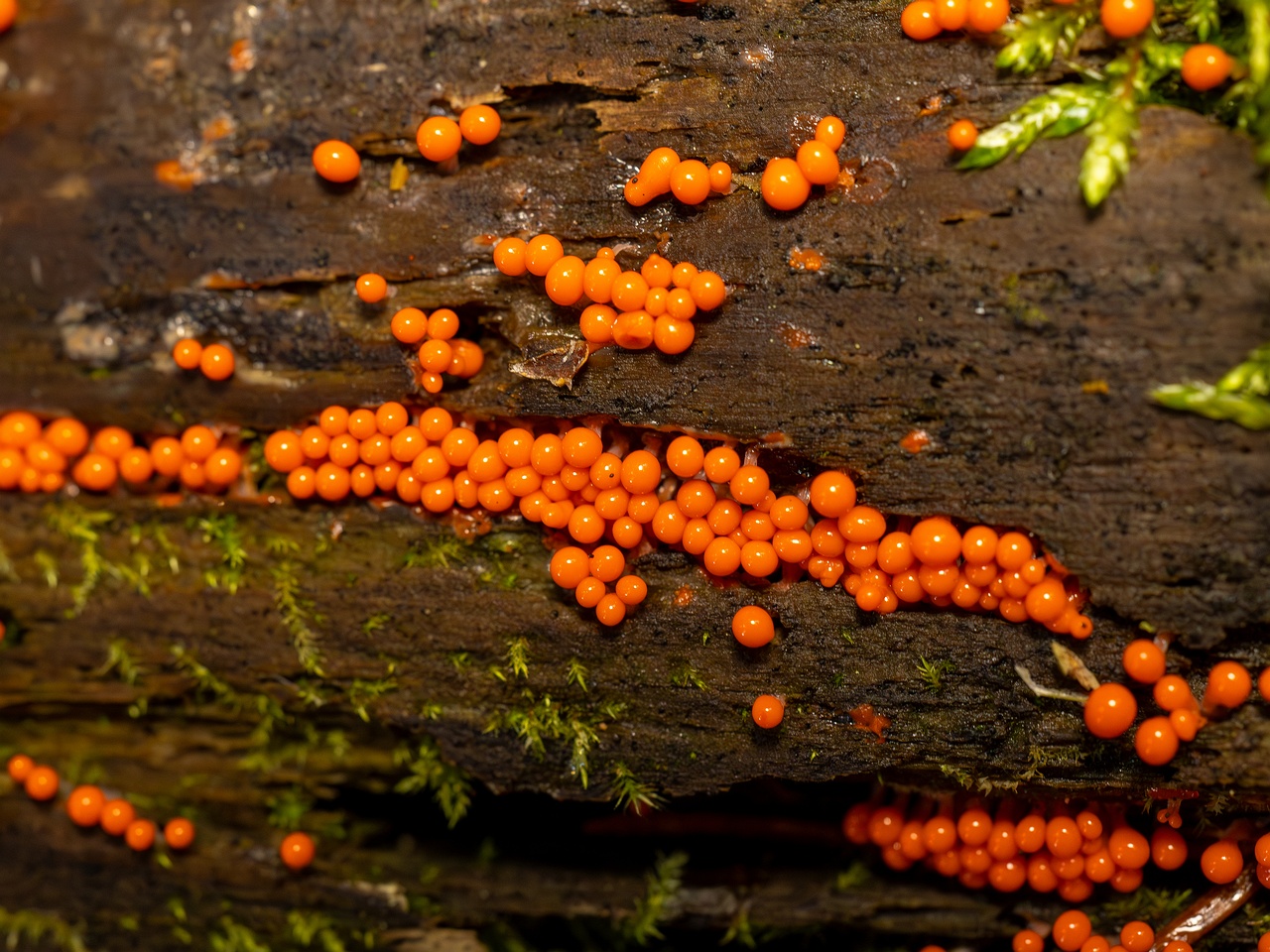 Hemitrichia decipiens _2025-09-28_1-12
