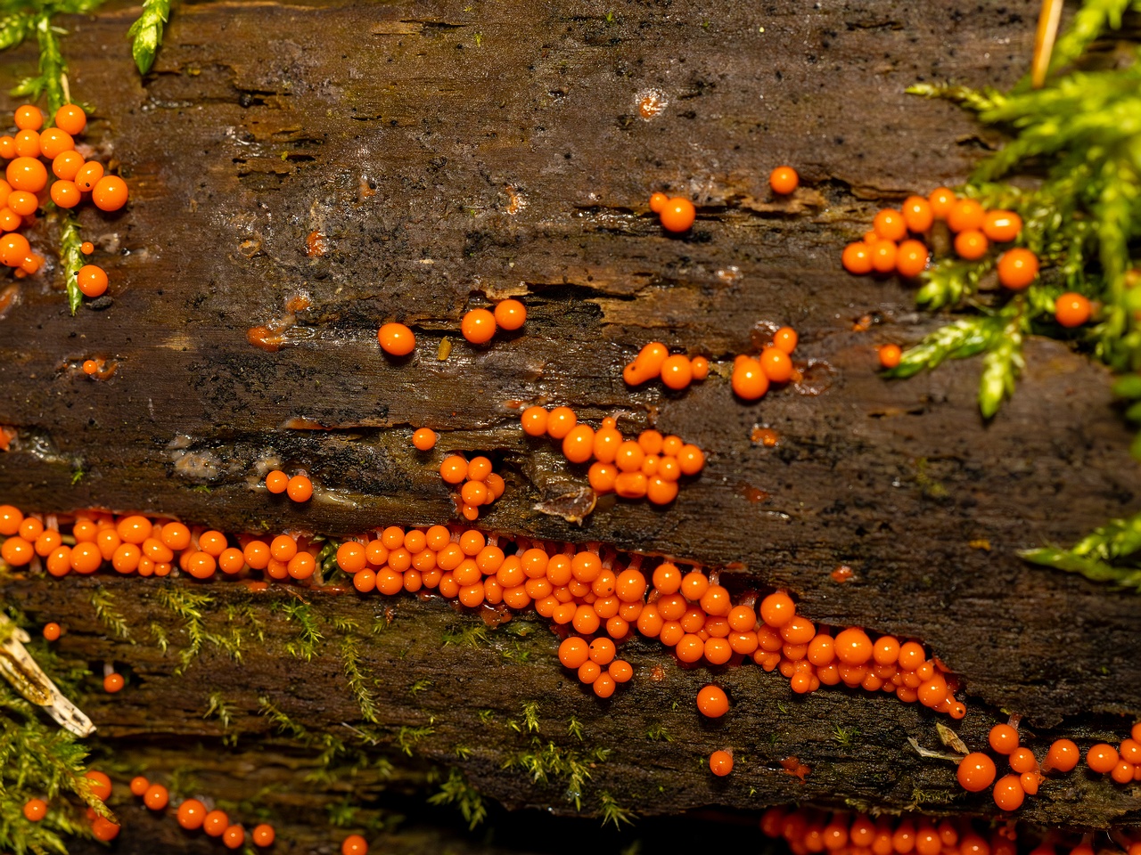 Hemitrichia decipiens _2025-09-28_1-14