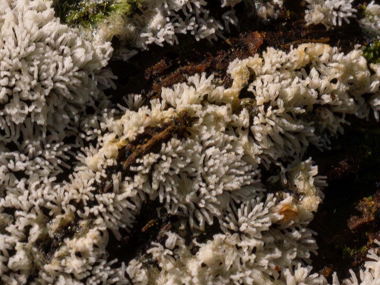 !ceratiomyxa-fruticulosa_1-5_