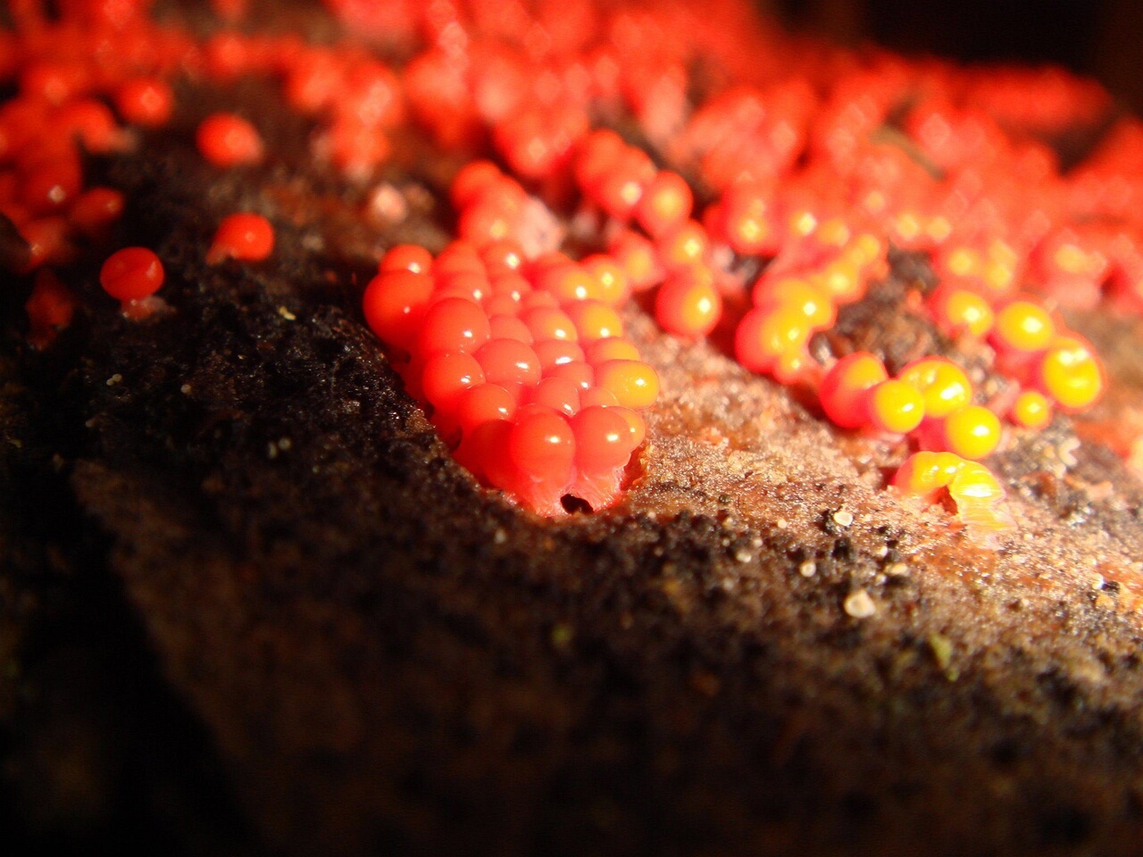 fungi-0000993
