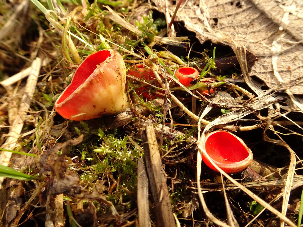 DSC07349