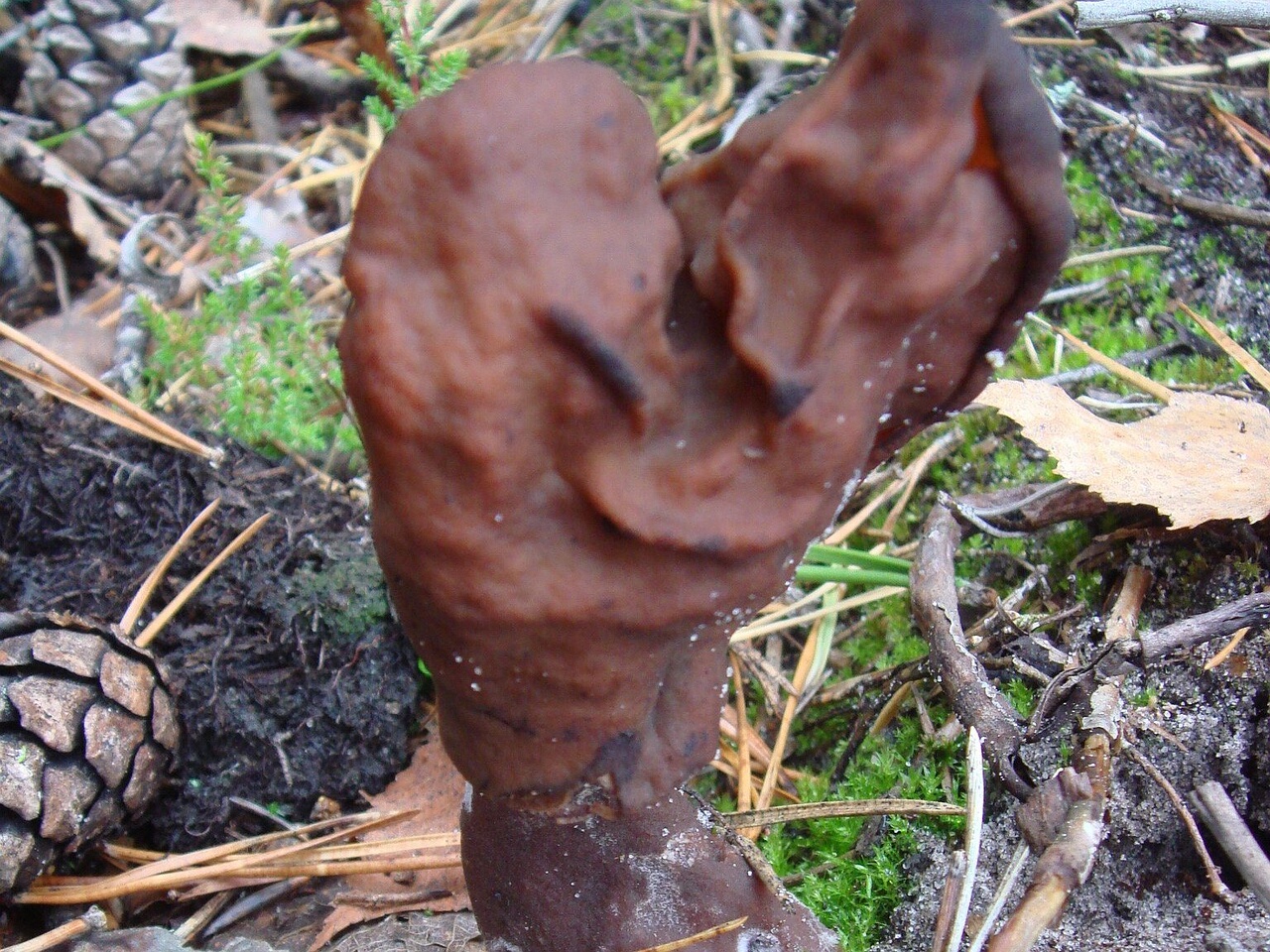 fungi-0003419