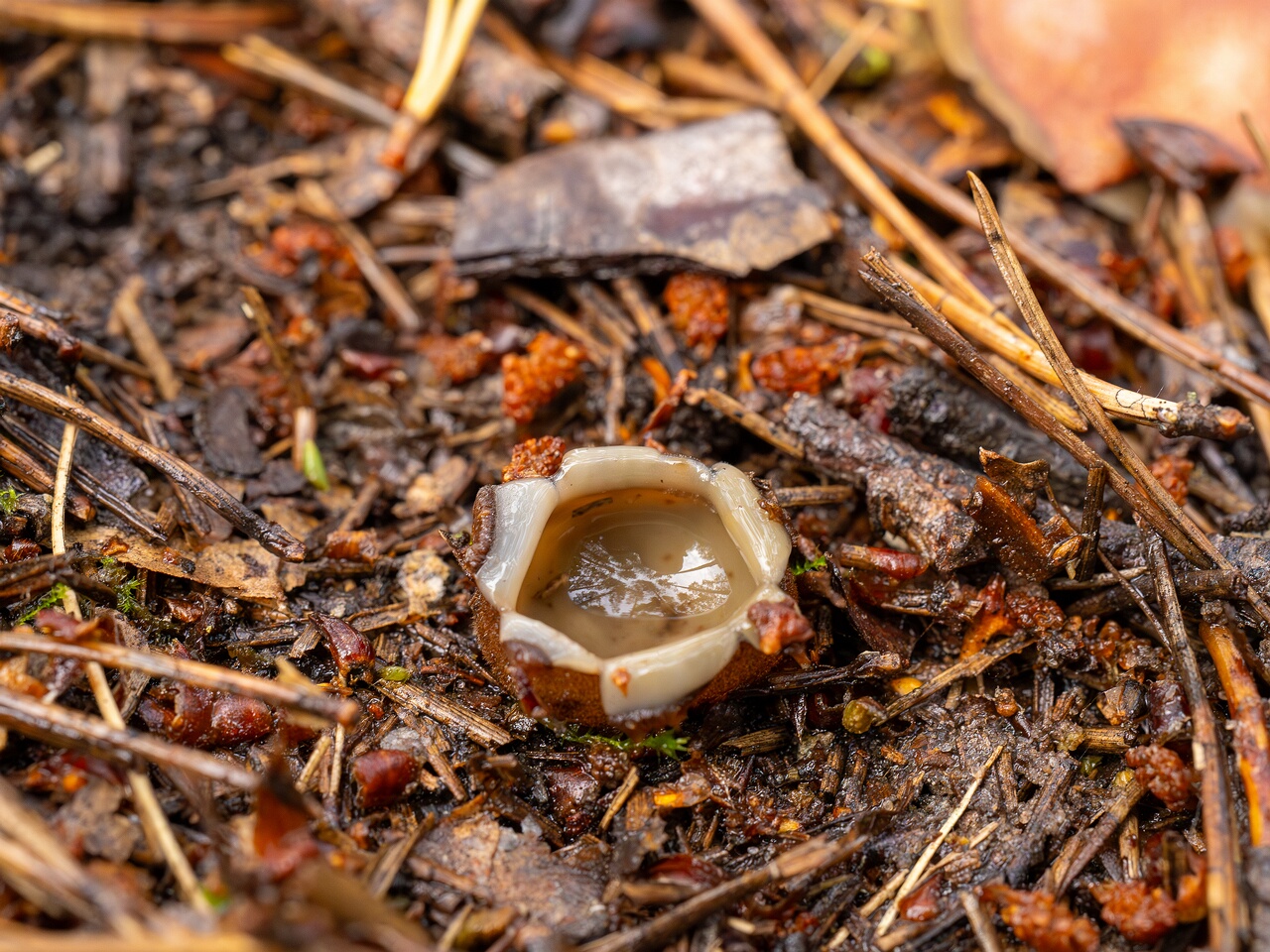 humaria-hemisphaerica_2024-09-12_1-7