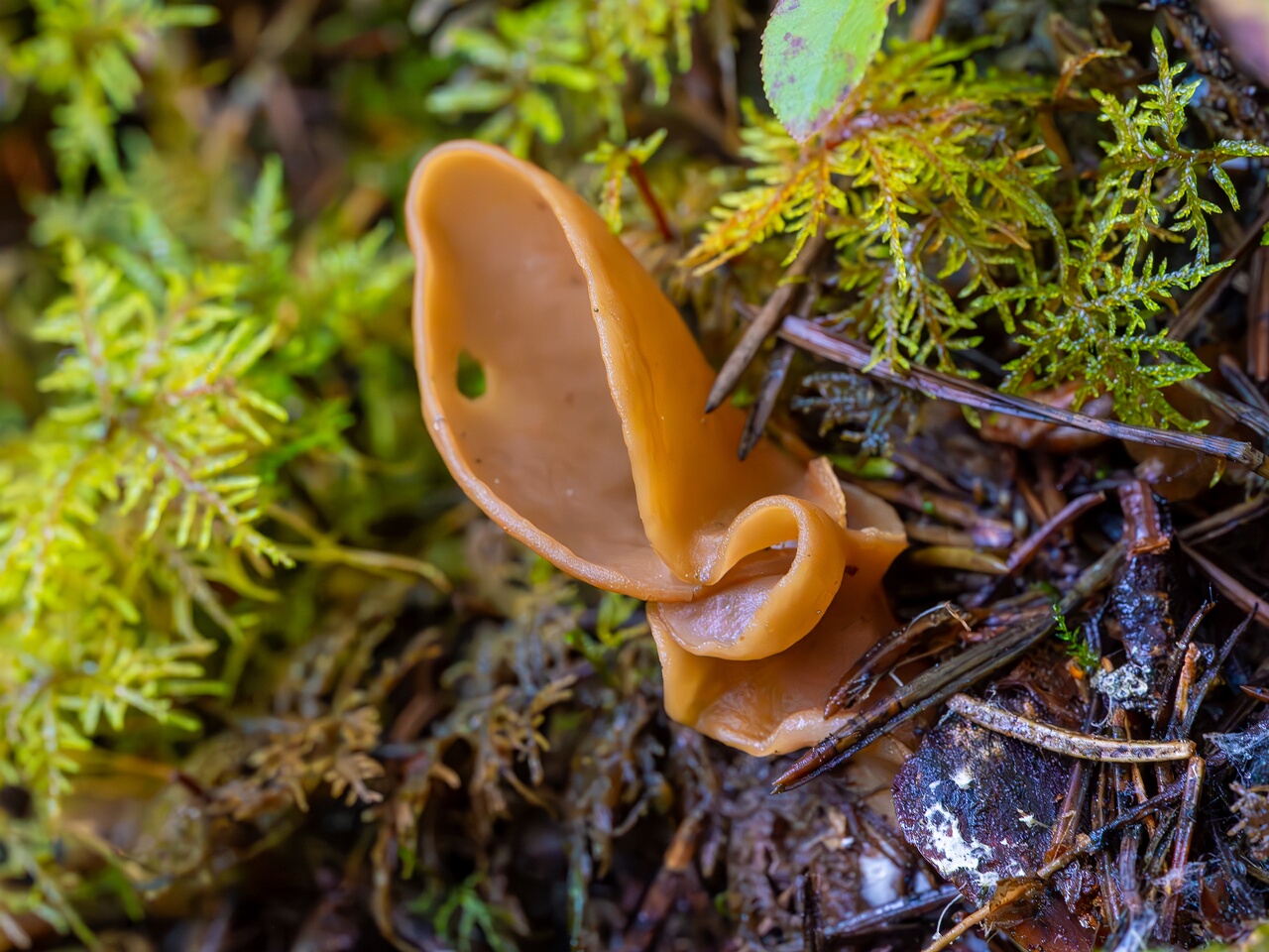 !otidea-leporina_2023-09-14_1-3