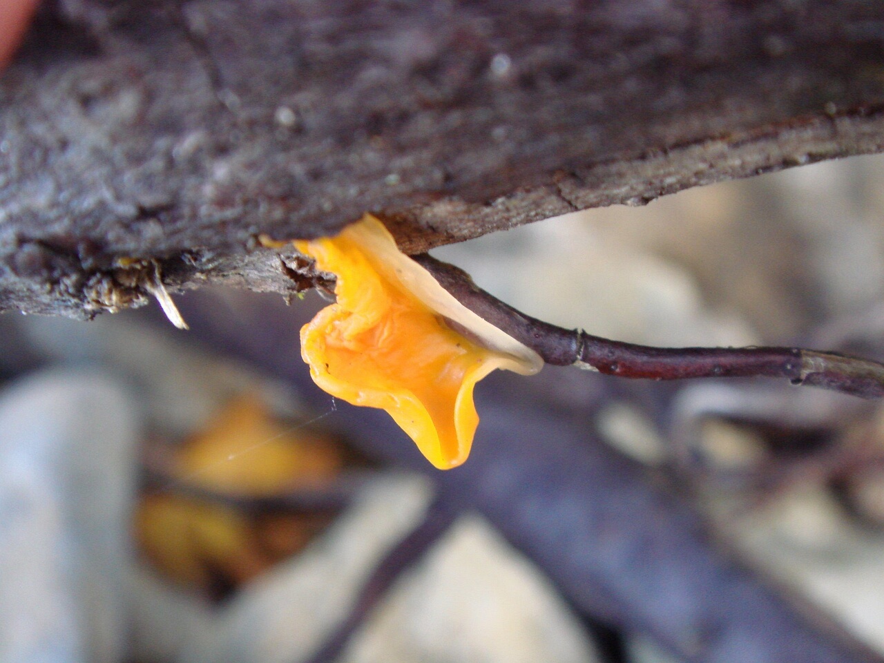 fungi-0003589