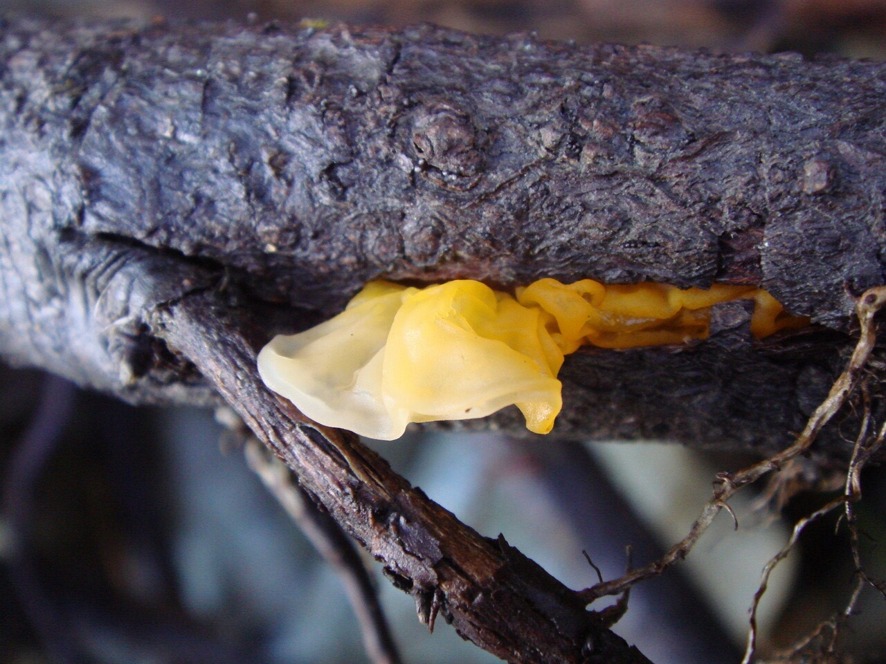 fungi-0003590