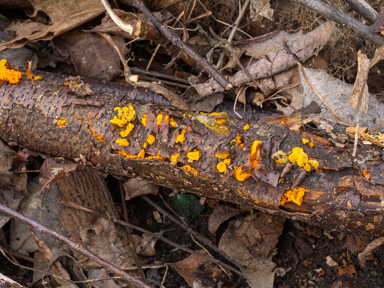 tremella-mesenterica-4