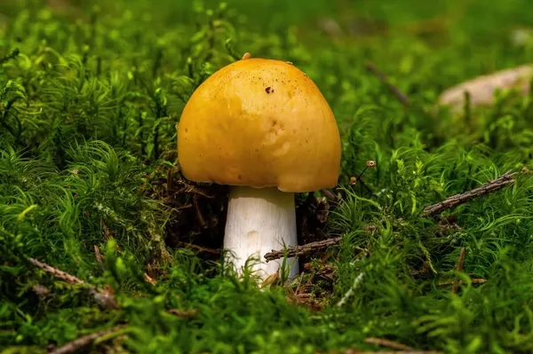 Russula decolorans — 2024-08-19