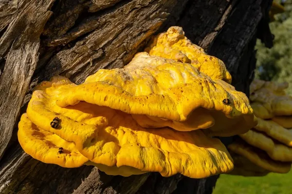Laetiporus sulphureus — 2024-07-31