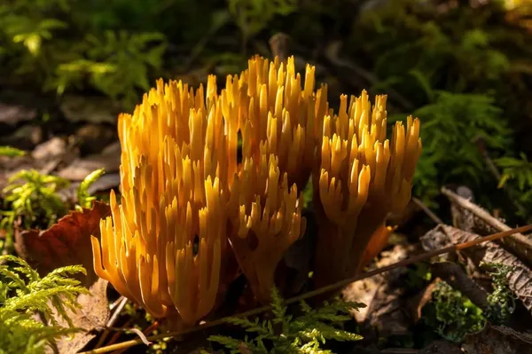 Ramaria stricta — 2024-08-03