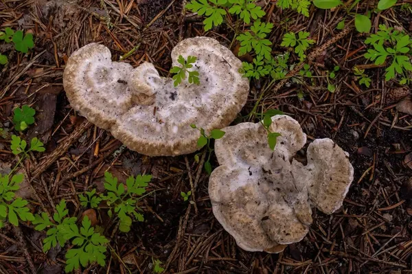 Postia tephroleuca — 2024-08-03