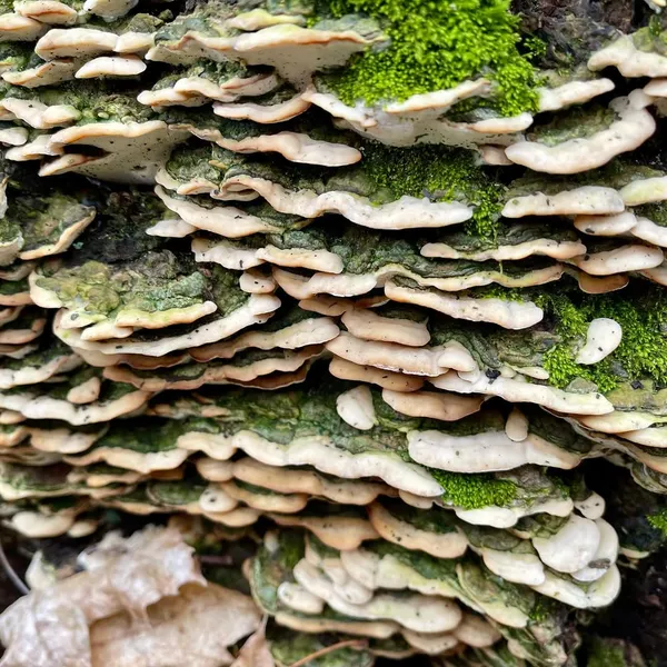 Oxyporus populinus — 2024-02-24