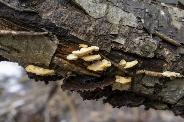 Antrodiella serpula — 2024-02-28