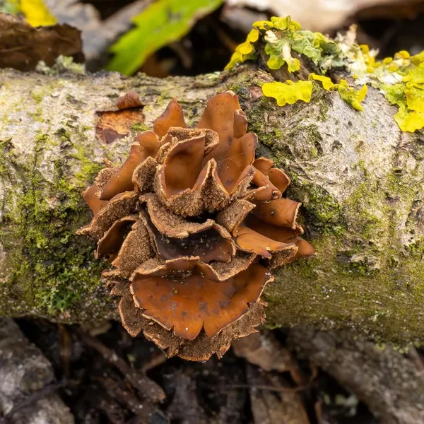 Encoelia furfuracea — 2024-03-16