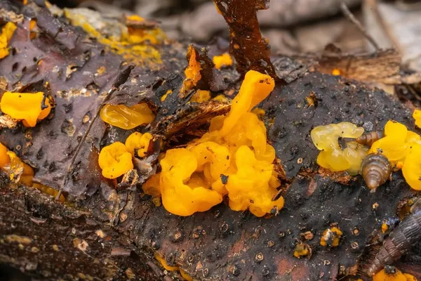 Tremella mesenterica — 2024-03-31