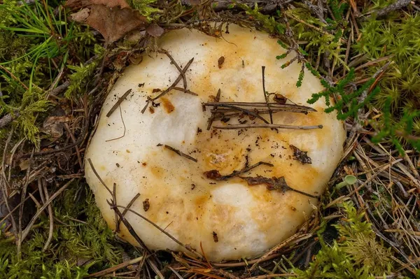 Lactarius aquizonatus — 2024-08-17