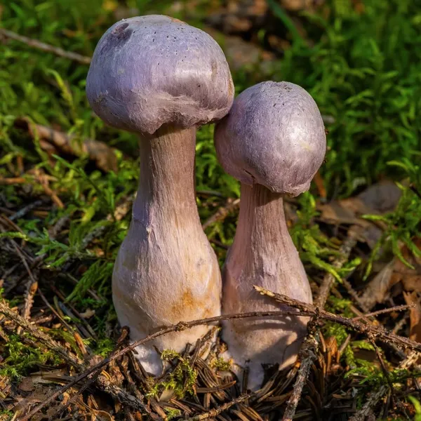 Cortinarius traganus — 2024-08-19